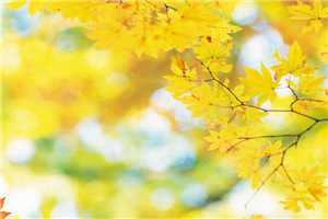 路心桐席鹤年无弹窗大结局（路心桐席鹤年无弹窗大结局）