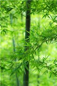 狂宠废妻嫡女不好惹（狂宠废妻嫡女不好惹的作者简介）