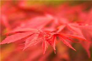 天王归来叶凌天周雪青全文免费阅读（天王归来叶凌天周雪青全文免费阅读小说家的作者是谁）