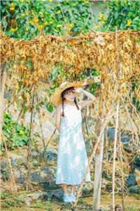 入秋散雾（还有没有人知道入秋散雾怎样的结局）