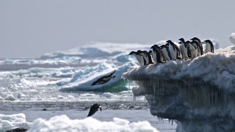 以前在南极洲发现的Adelie Penguins未知的“超级科学”