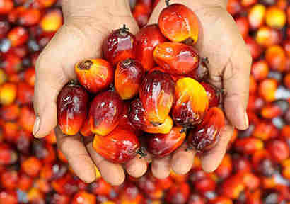 嘉吉可持续发展负责人就实现100％可持续棕榈油的目标达成共识