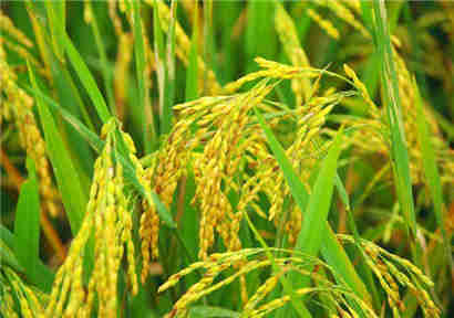 许昌：促进有机肥促进绿色农业
