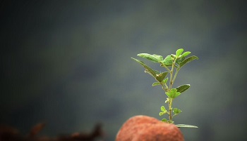 Stahl成为可持续生物材料圆桌会议的成员