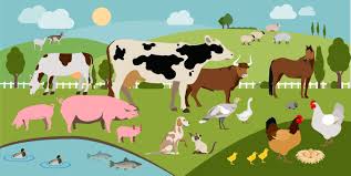 帝斯曼推出可持续畜牧业计划