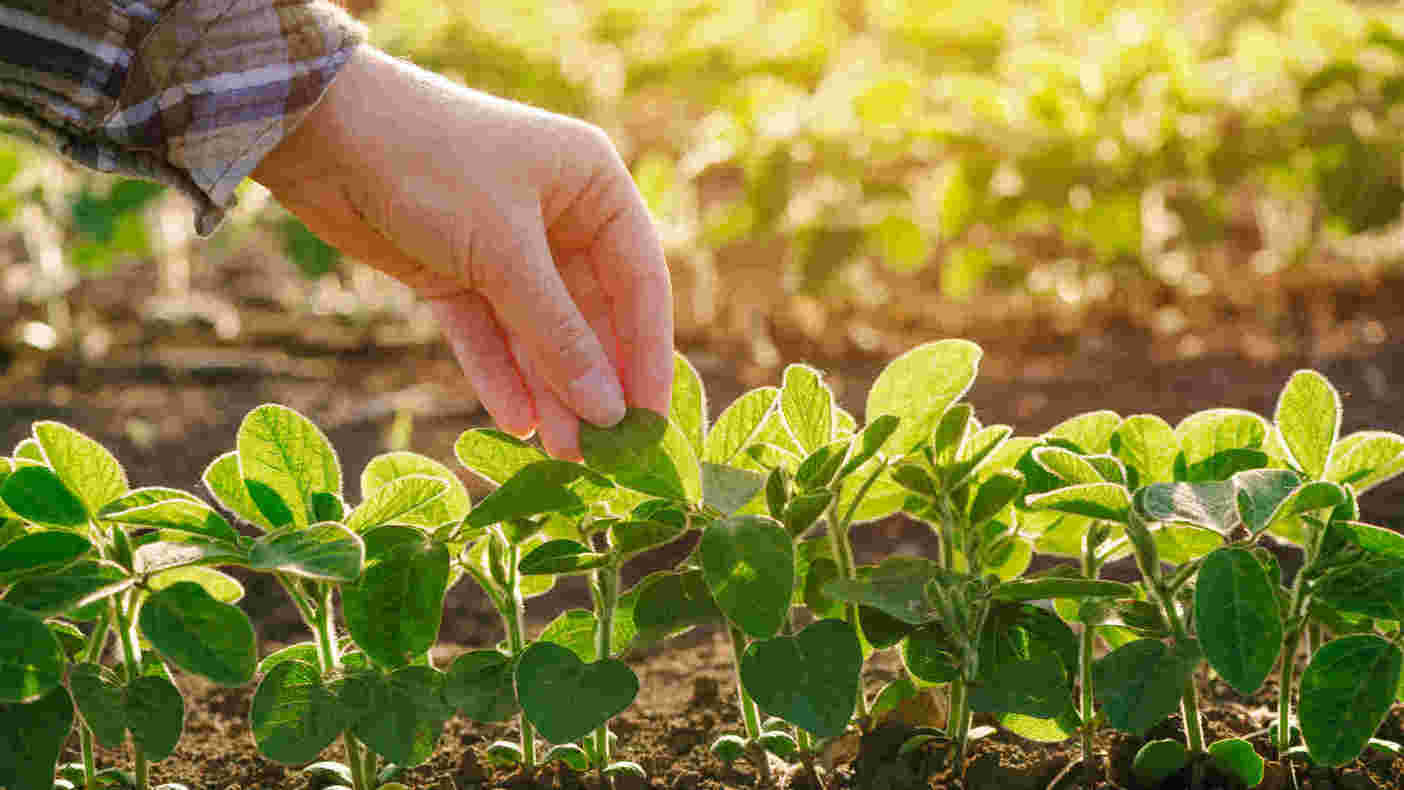 Grasim Industries将其肥料业务出售给Indorama，价格为卢比。264.9亿
