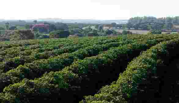 马赛克，AgBiome开发生物替代品以增强土壤肥力