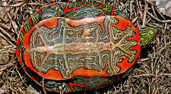 绘的龟基因组揭示了非凡适应的线索