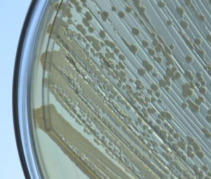 工程化大肠杆菌生产高辛烷值生物燃料的关键前体