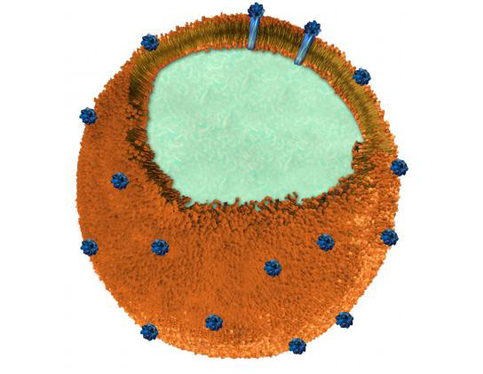 Nanoegineers开发“纳米术疫苗”以对抗MRSA毒素