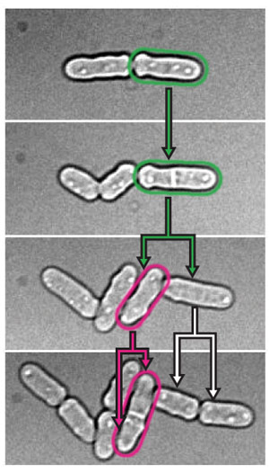 每次再次恢复都会让微生物永远留下