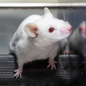 新药化合物扭转了老鼠脑卒中的大脑缺陷