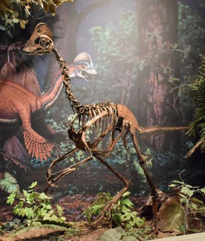 古生物学家宣布发现鸟类恐龙Anzu Wyliei