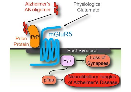 耶鲁科学家发现Alzheimer的缺失链接