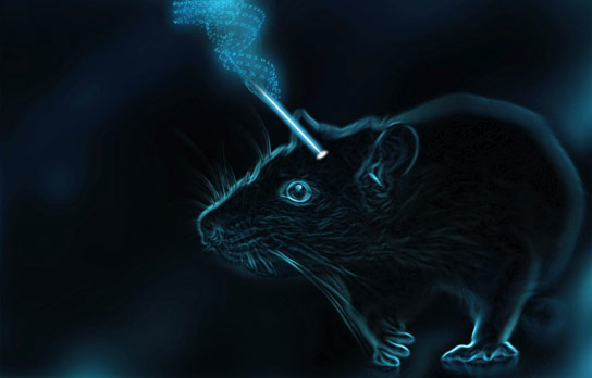科学家通过植入和抹去大鼠的恐惧来确认内存的细胞基础