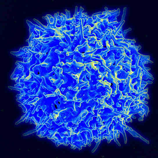 微匍匐模拟免疫细胞中的衰老