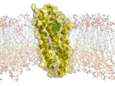 科学家揭示了分子转运蛋白的3D结构