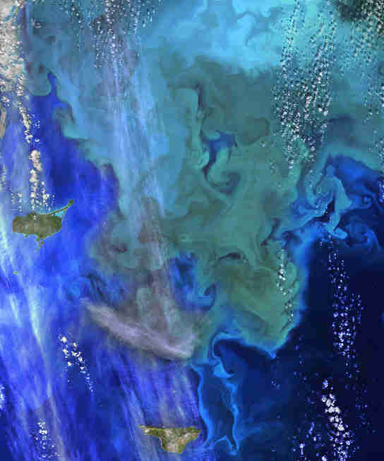 微小的失衡导致大规模的Phytoplankton Blooms