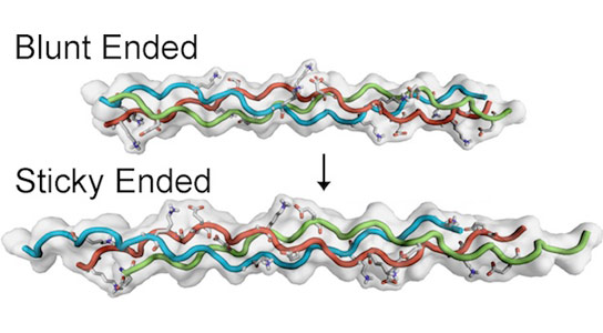 化学家揭示了合成胶原纤维如何自组装