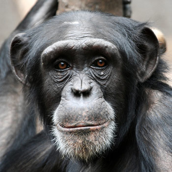 黑猩猩在脑比赛中突出人类