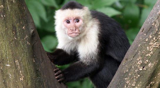 与人不同，Capuchin Monkeys并没有被昂贵的品牌所欺骗