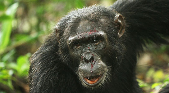 无论人类对当地生态学如何，Chimps都会从事暴力行为