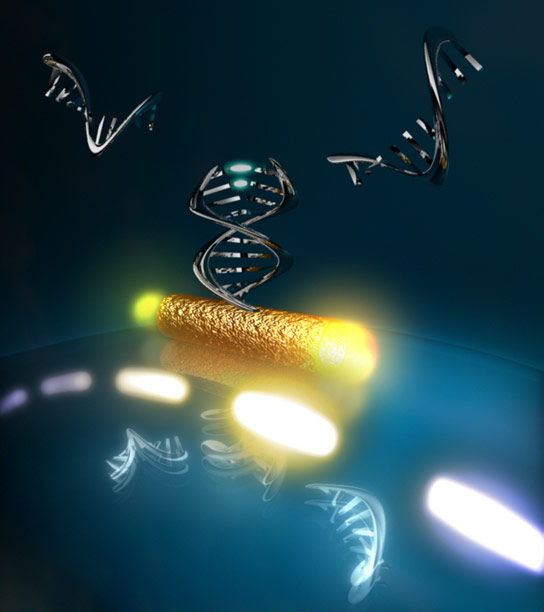 研究人员跟踪各个DNA分子细分之间的相互作用