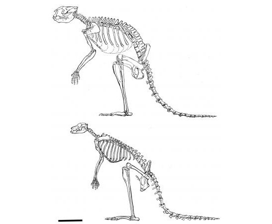研究表明古老的袋鼠可能喜欢跳到跳跃