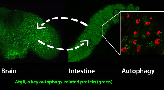 生物学家通过增加AMPK基因延迟老化过程