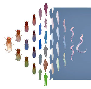 研究揭示了类似的“工具包”形状苍蝇，蠕虫和人类
