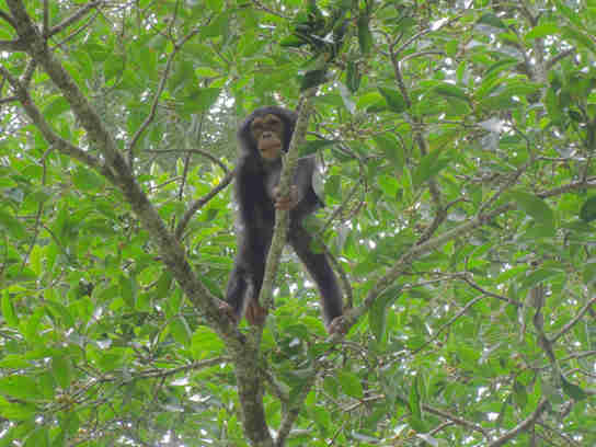 黑猩猩计划他们的早餐时间，类型和地点以获得足够的食物摄入量