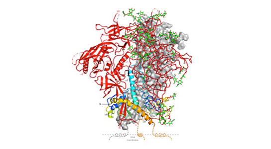 研究人员详细说明了HIV穗蛋白的结构和动态