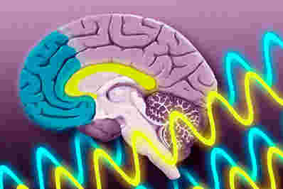 神经科学家检查脑波如何引导记忆形成