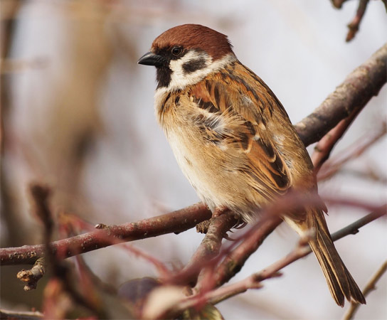 最新研究表明，发声鸟类可以告诉我们更多有关言语障碍的信息