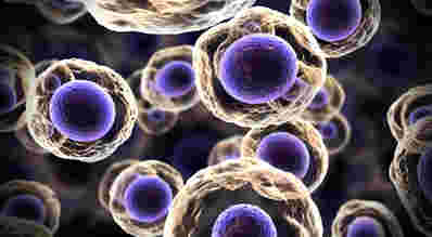 科学家发现了Cells如何开始生命所需的过程