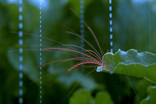 高速图像揭示了雨滴如何在植物之间传播病原体