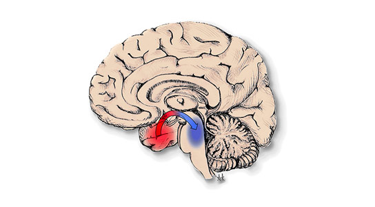 新的研究表明，癫痫发作淘汰大脑唤起中心