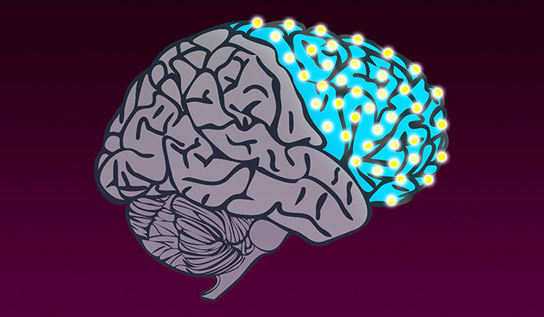 耶鲁地图绘制人类大脑的进化变化
