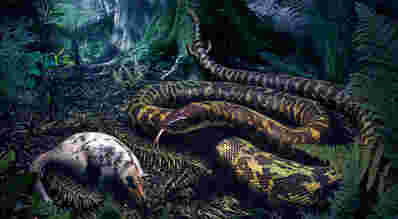 耶鲁研究人员照亮了蛇的主要进化模式