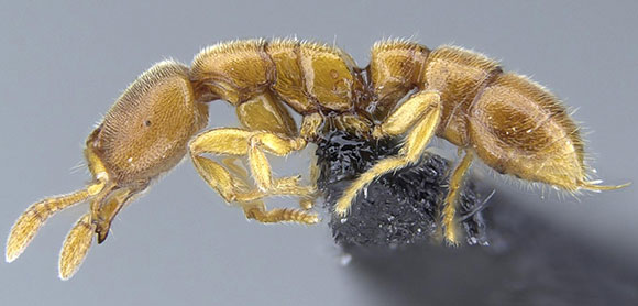 小德古拉蚂蚁：新的地下猎人种类