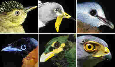 研究项目如何气候变化将如何影响全球生态系统中的鸟类
