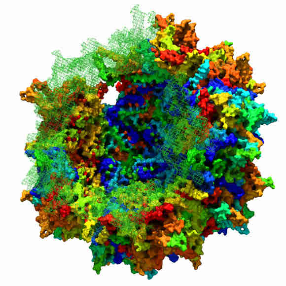 生物学家重建腺相关病毒的进化谱系
