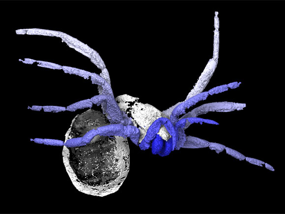 研究人员发现3005万岁的“早期蜘蛛”化石