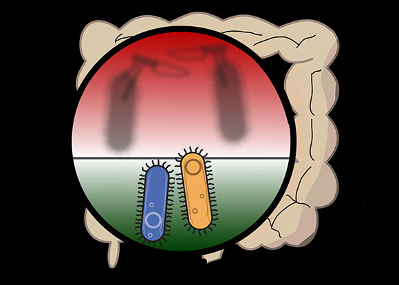 耶鲁研究表明肠道细菌积极保护其领土