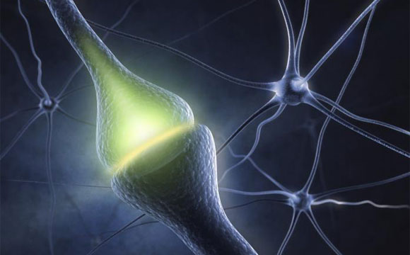 神经科学家观察生活大脑出现的突触塑性的迹象
