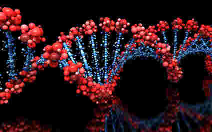 科学家们发现基因更长，更健康的生活