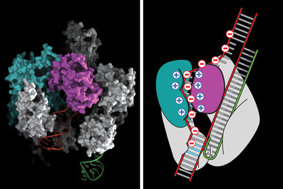 科学家克服了关键的Crispr-Cas9基因组编辑障碍