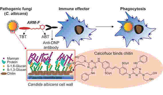 科学家开发了一类新的小分子来战斗真菌