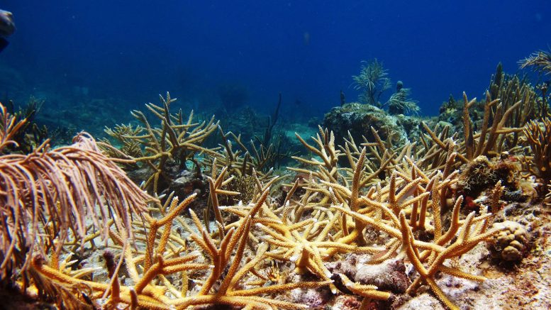 生物学家探讨珊瑚恢复对加勒比礁鱼群的影响