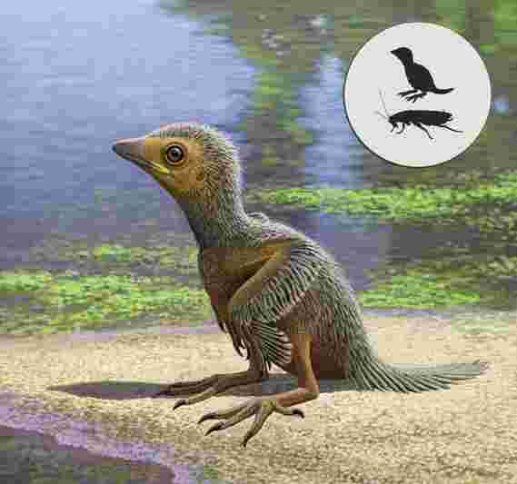 新发现的史前鸟化石化石在禽类演变上
